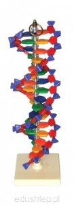 large_DNA-model-EDUKO-1059